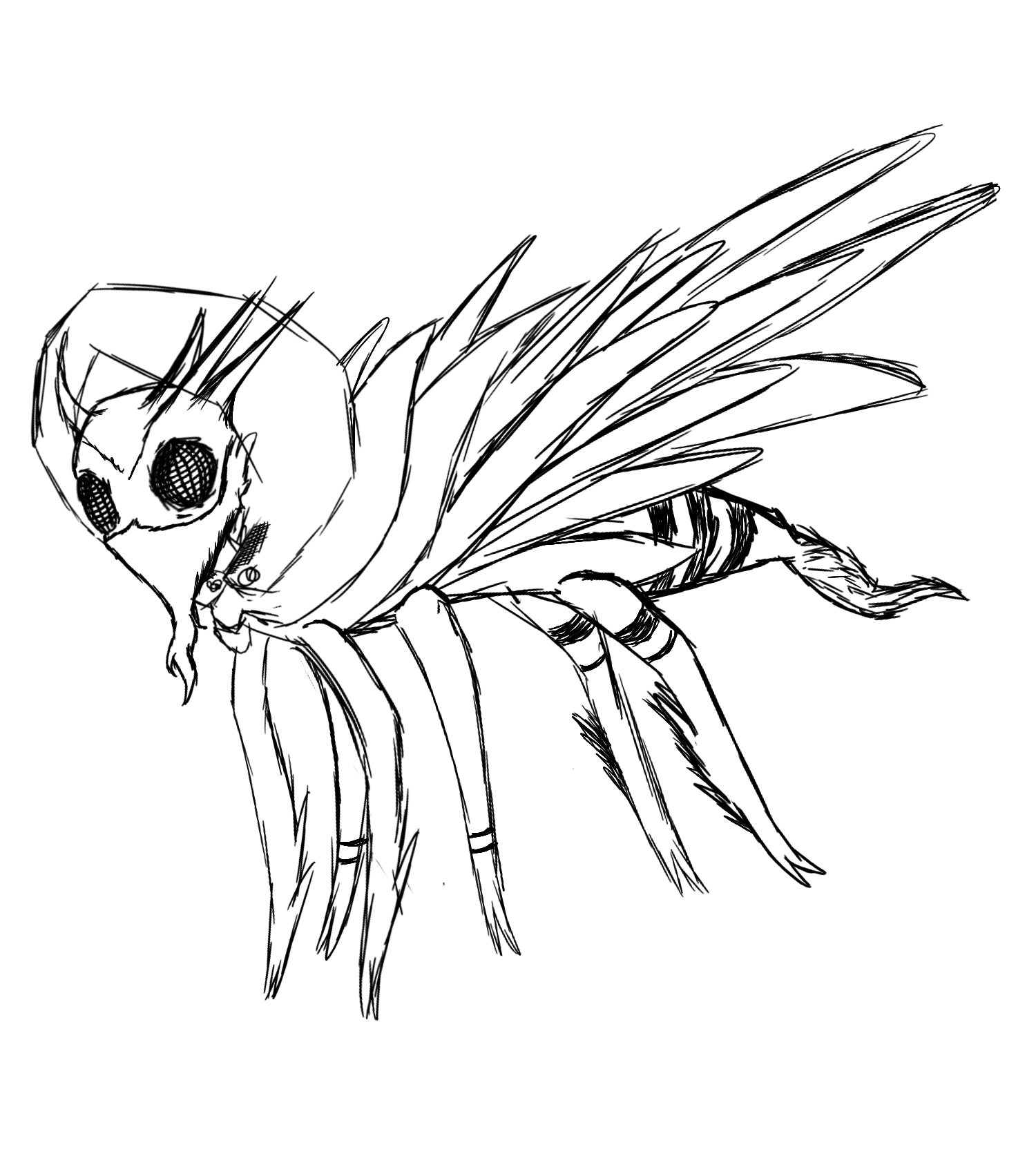 assassian fly.png